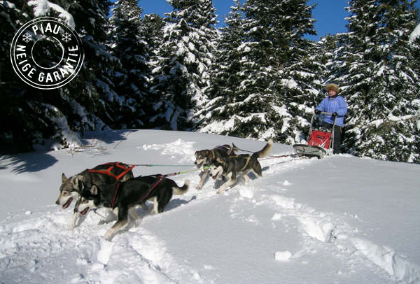 chiens de traineau